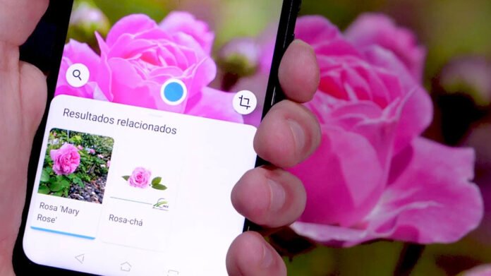 google_lens_plantas google_lens_plantas